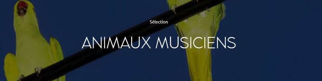 animaux musiciens